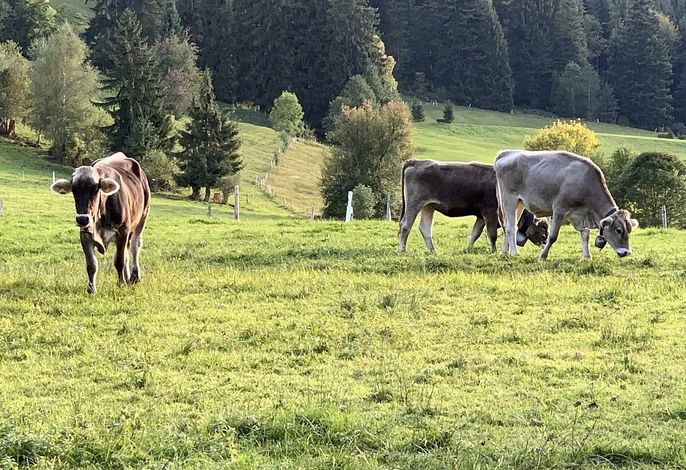 Bild 16