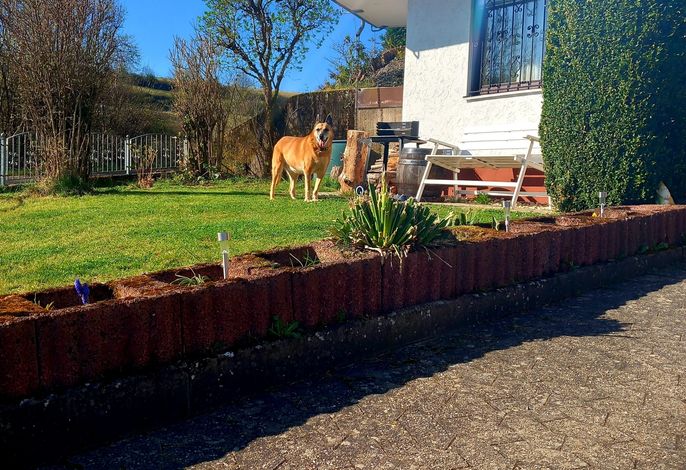 Eifel Urlaub mit Hunden Ferienhaus Schwalbennest Schalkenmehren – Foto 2