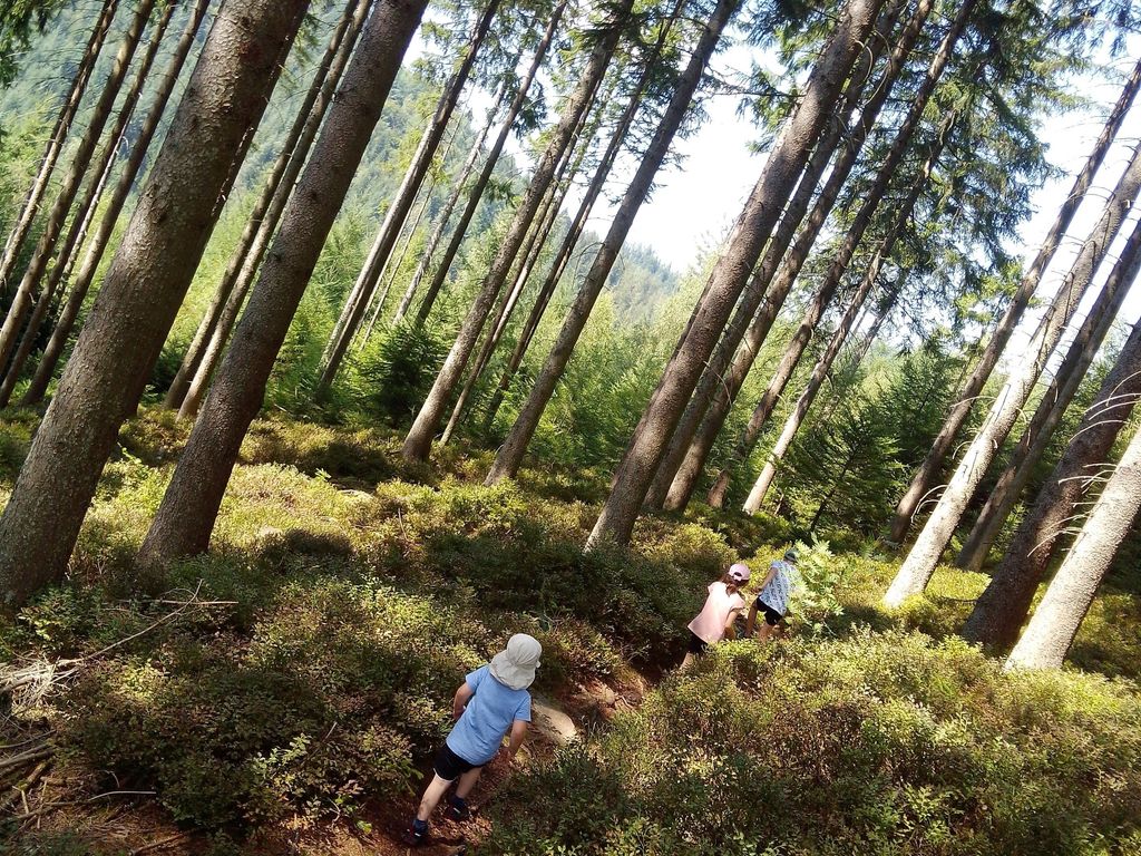 Ferienwohnung Waldrausch