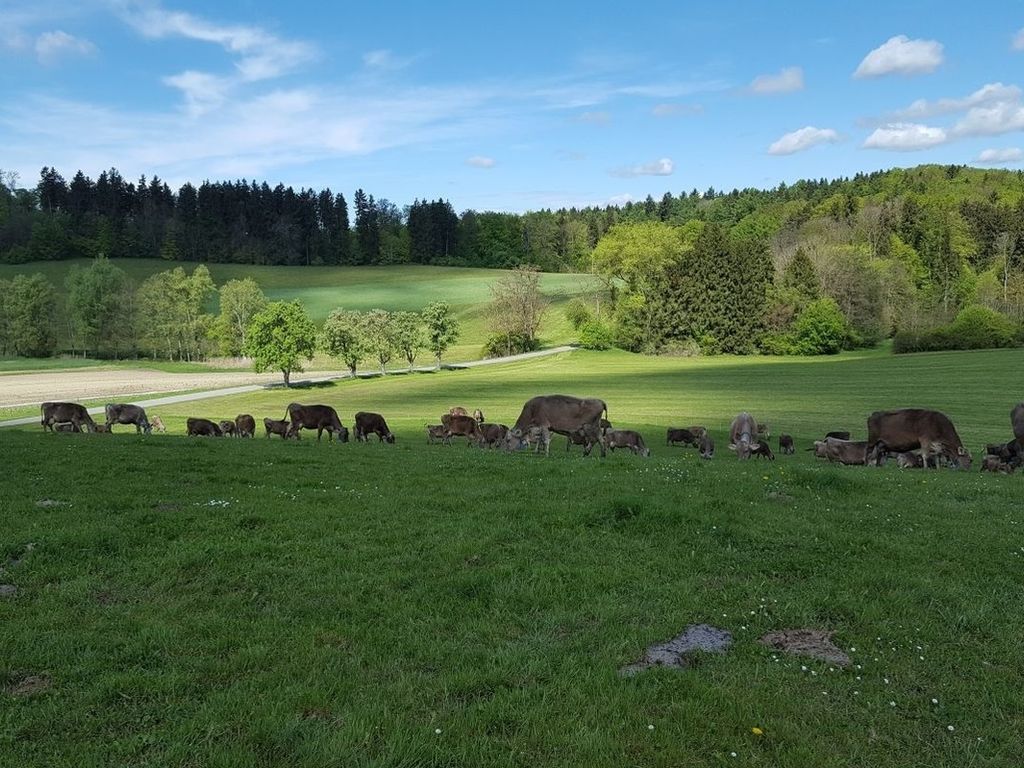 Rösslerhof Ferienwohnung Nachtweide