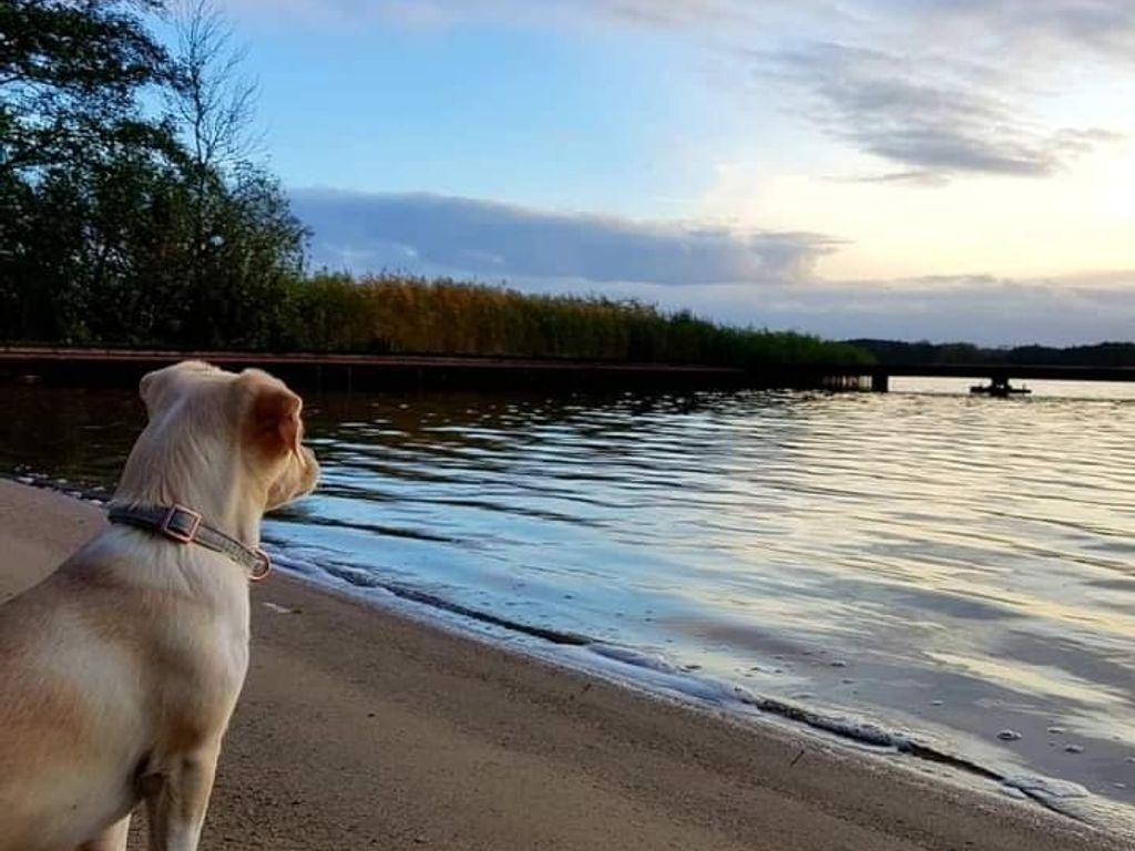 Projekt Ferienhaus am See - Fellnasen Willkommen
