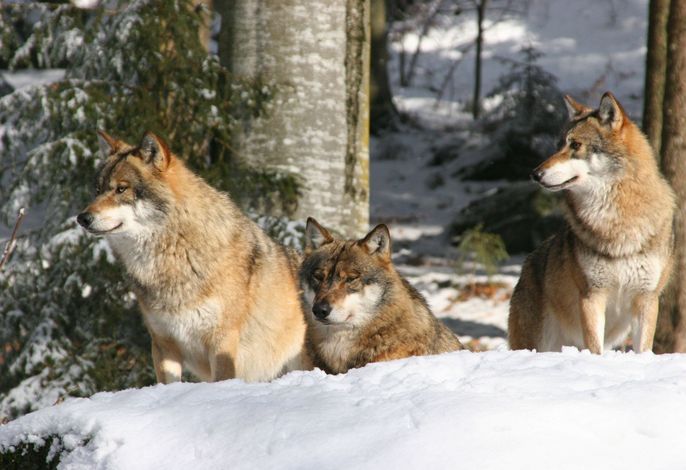 Bild 15