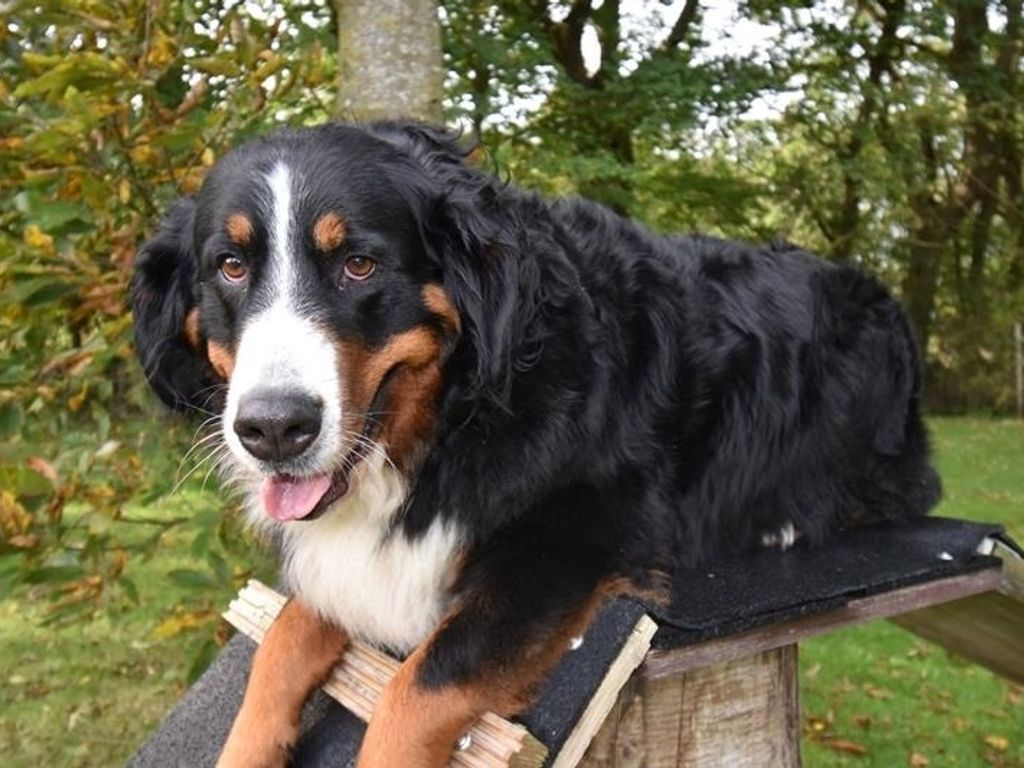 Ferienwohnung Border Collie