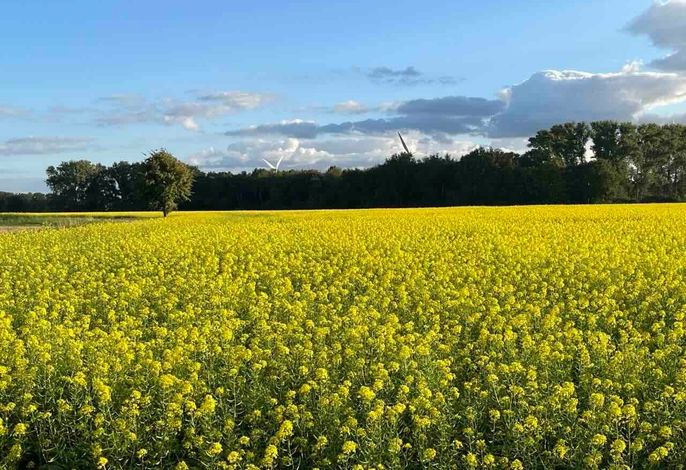 Bild 46