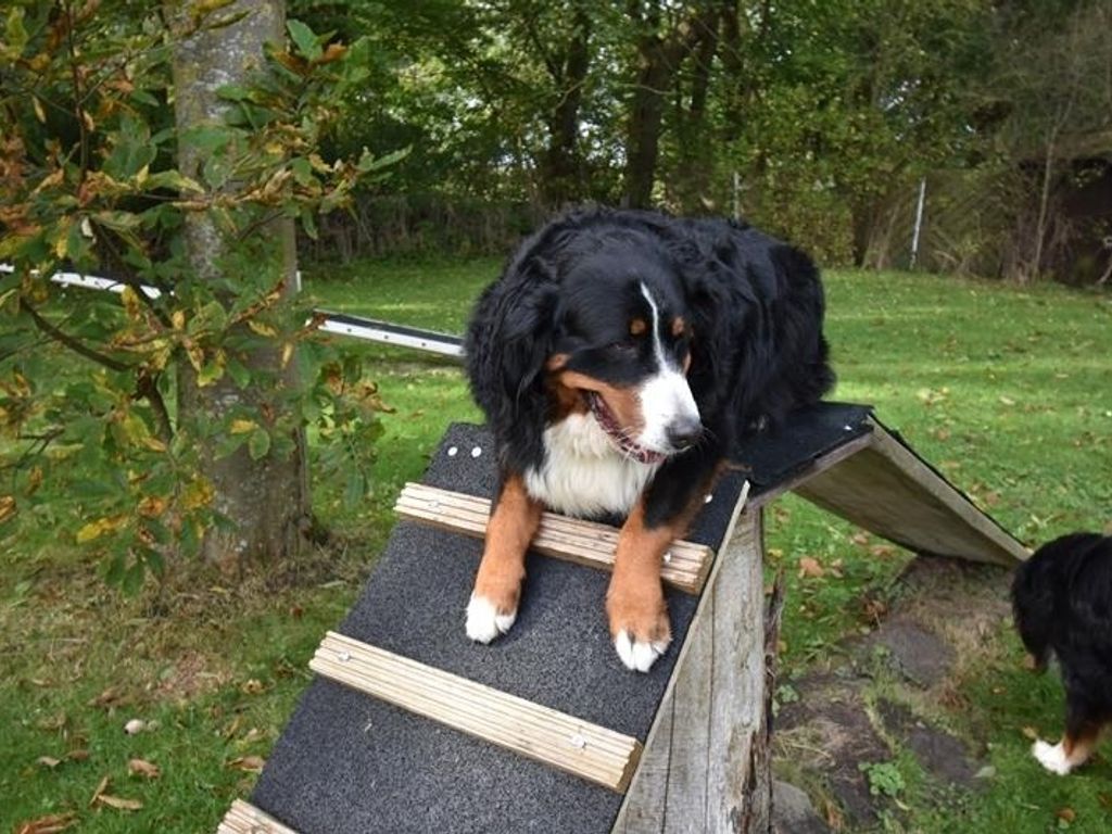 Ferienwohnung Windhund