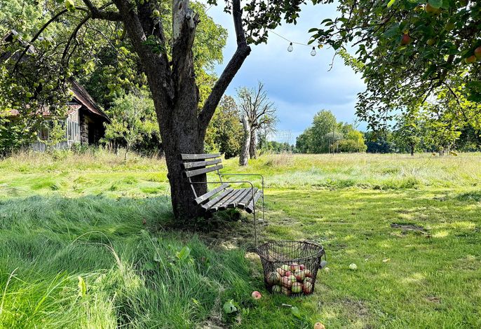 Nature Sonnentau