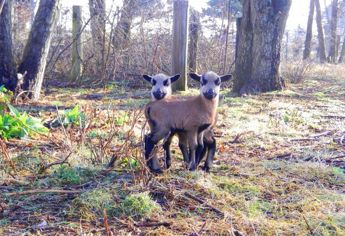 Bild 41