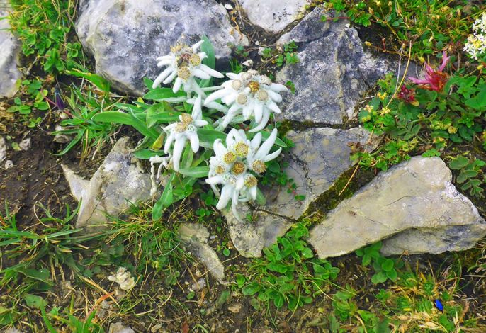 Bild 12