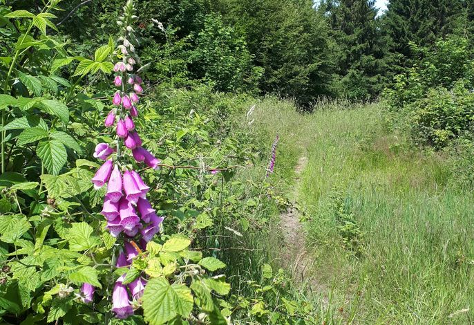 Bild 19