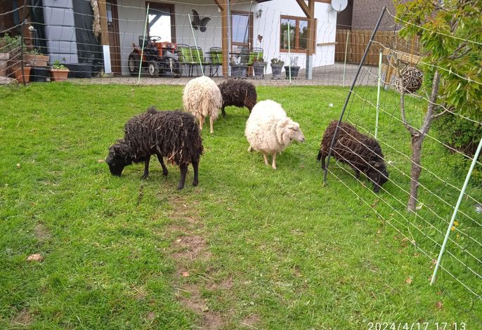 Bild 19