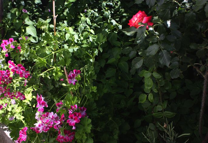 Bild 11