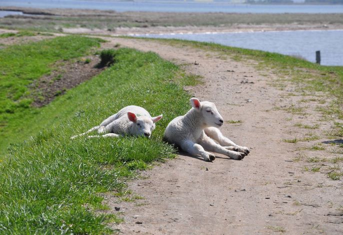 Ferienhaus "Vier Pfoten Gollendorf" für 5 Gäste und Hund mit Garten - Strandnah