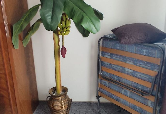 Photo Ferienwohnung Dornbusch - ruhige Stadtrandlage 8