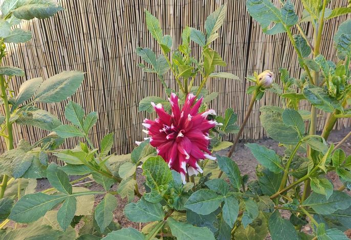 Bild 5