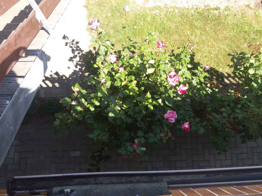 Studio mit Grillmöglichkeit im Garten