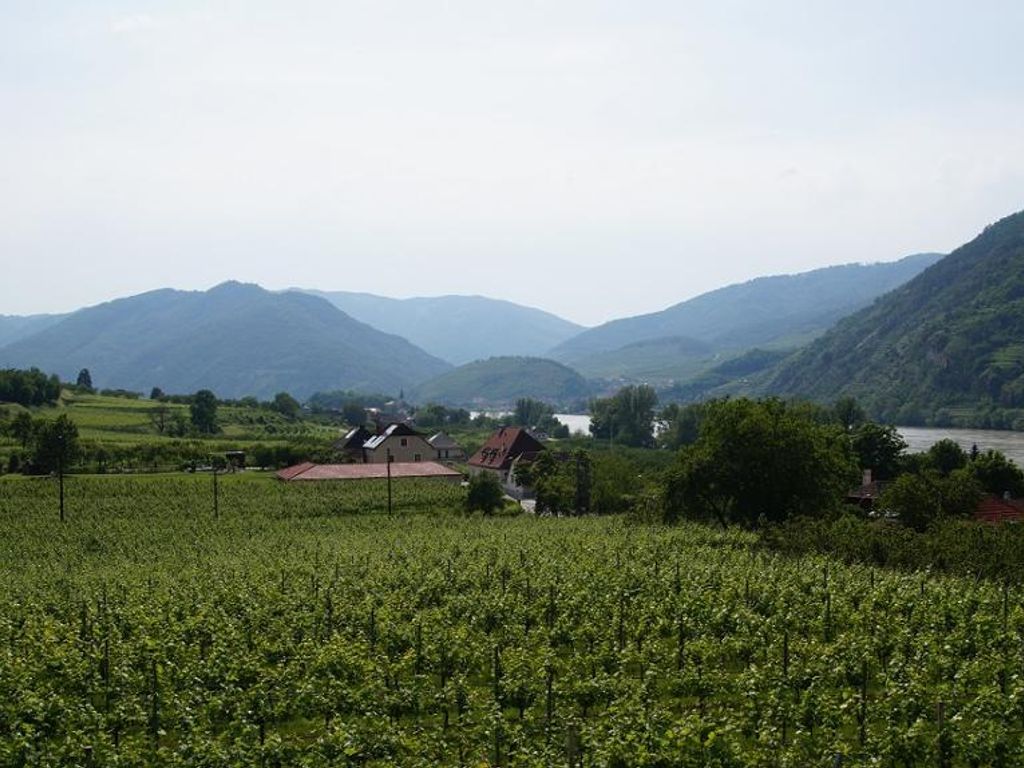Weinberge in der Wachau mit Donau