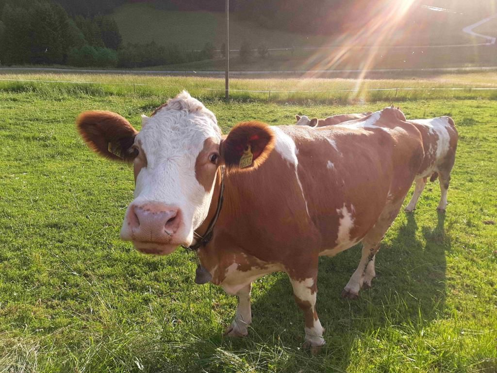 Kühe am Biobauernhof Ablass