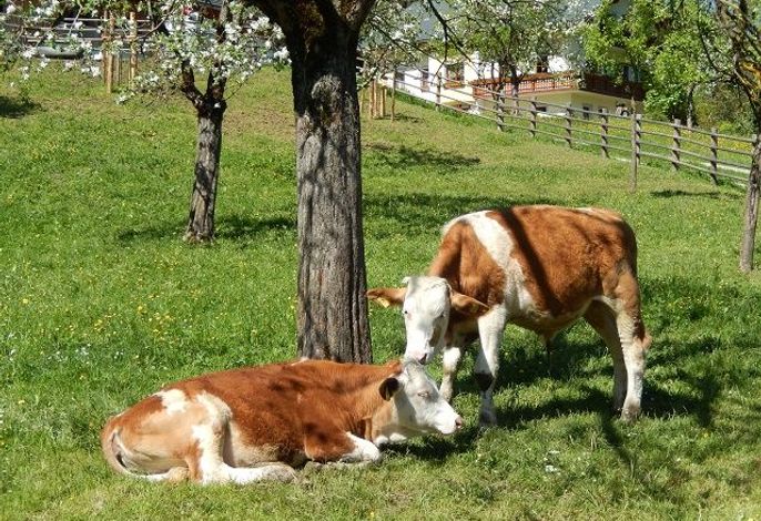 Bild 12