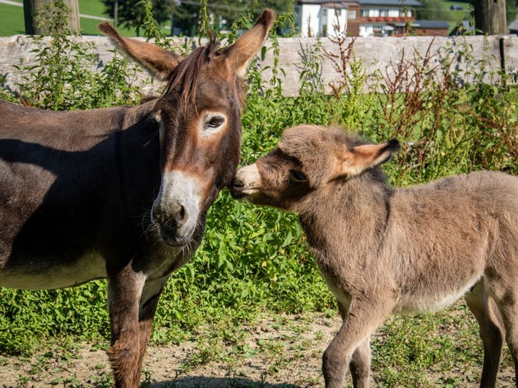 Eselmutter mit Fohlen
