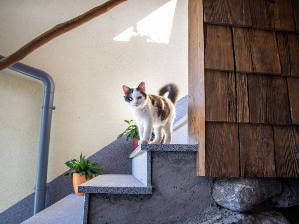 Hofbewohner die Katze