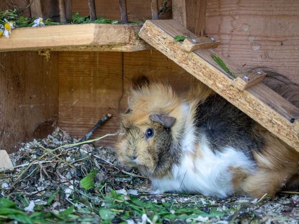 Hofbewohner das Meerschweinchen