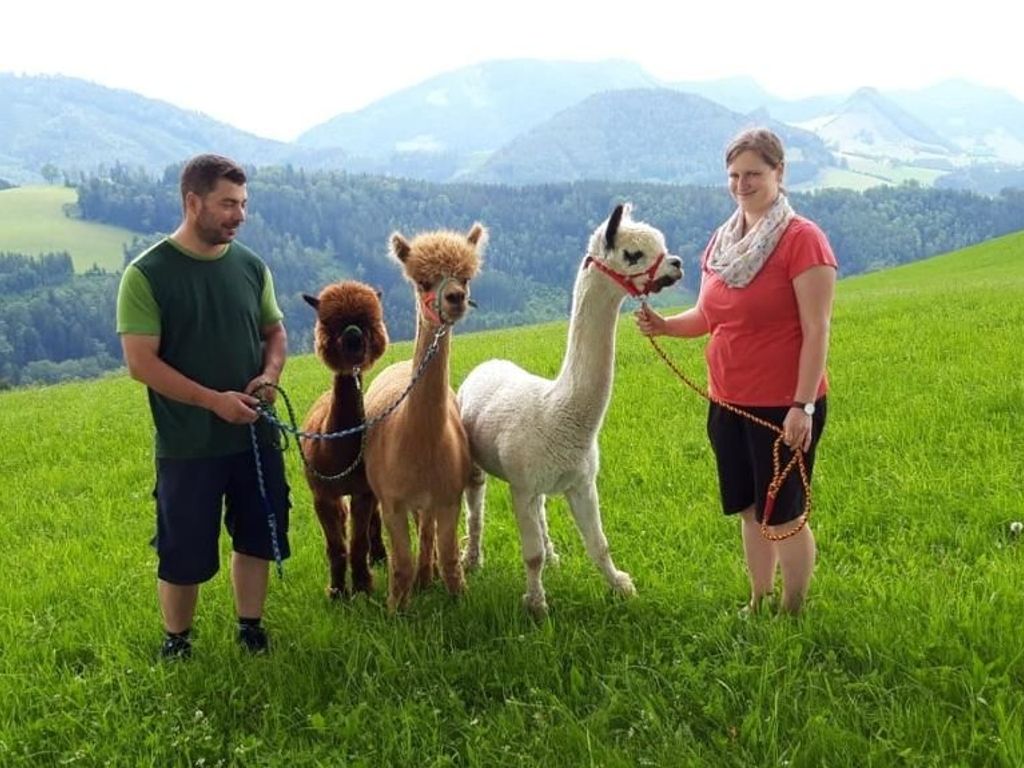 Mit den Alpakas wandern