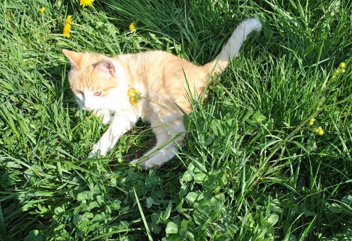Bild 40