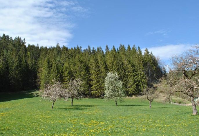 Bild 42