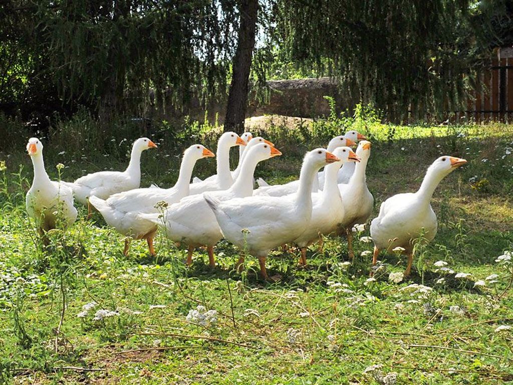 Hof Türke - Ferienwohnungen und Gästezimmer