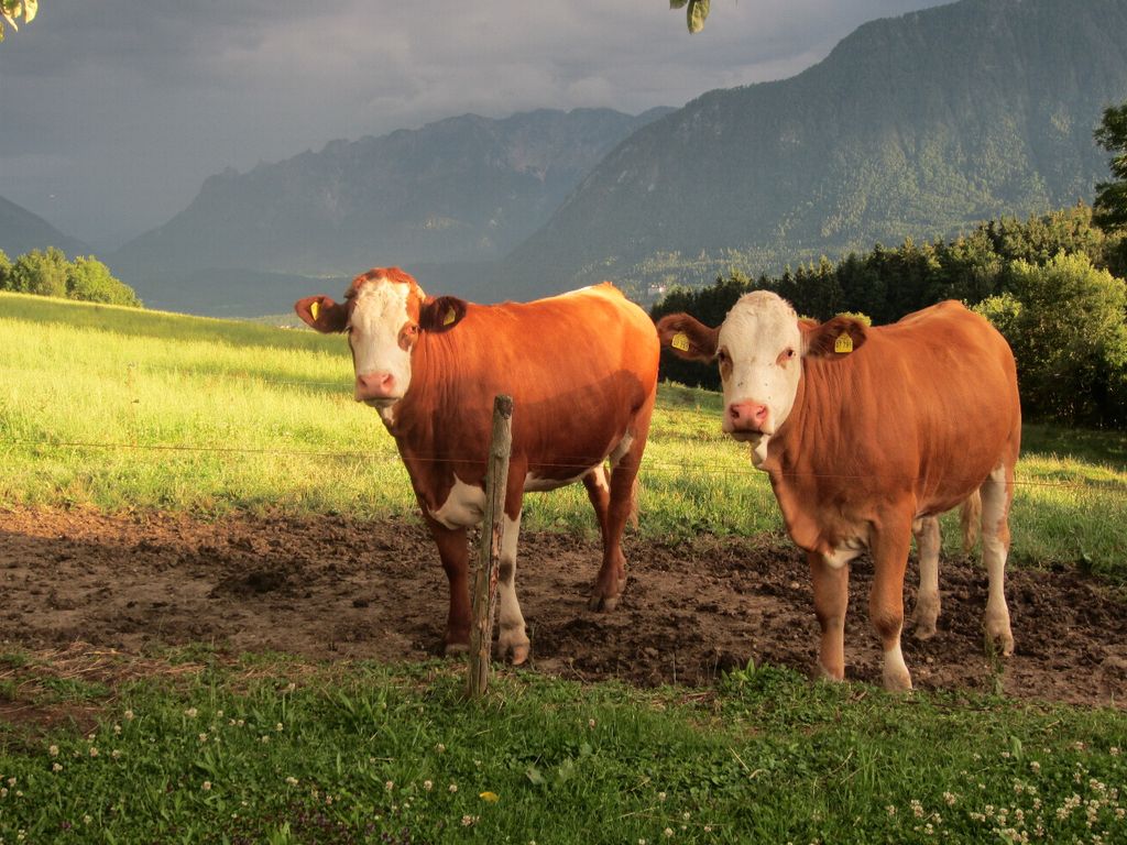 Die Rinder auf der Weide