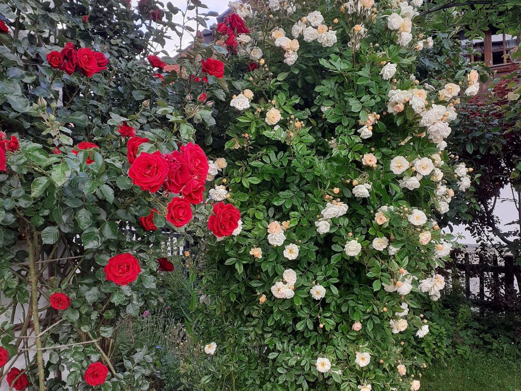 Rote Rosen am Gästehaus Petersen