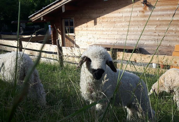 Bild 15