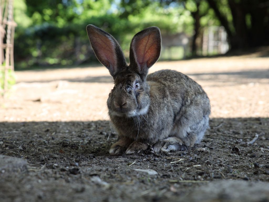 Tiere auf dem Hof
