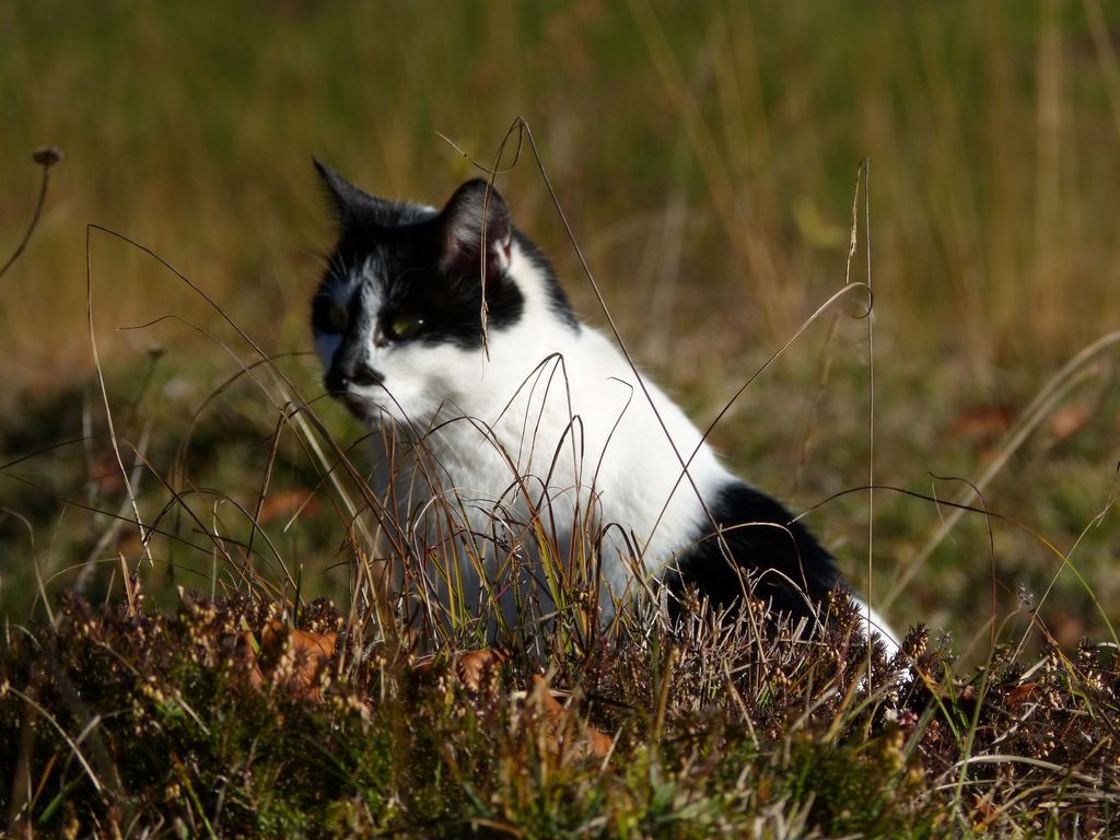 Katze Lilli