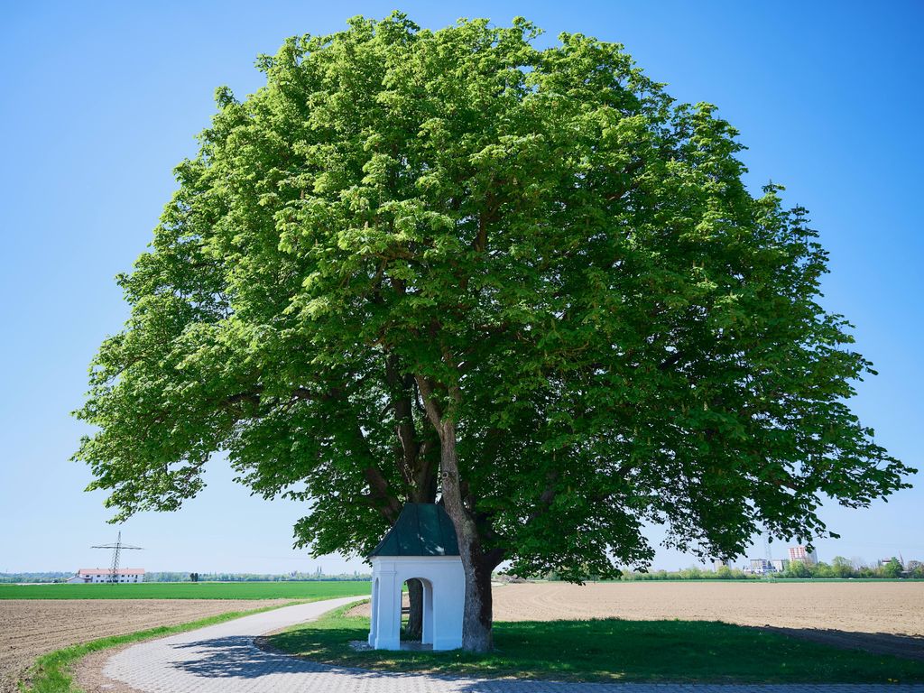 Zufahrt mit großem Baum und Kapelle