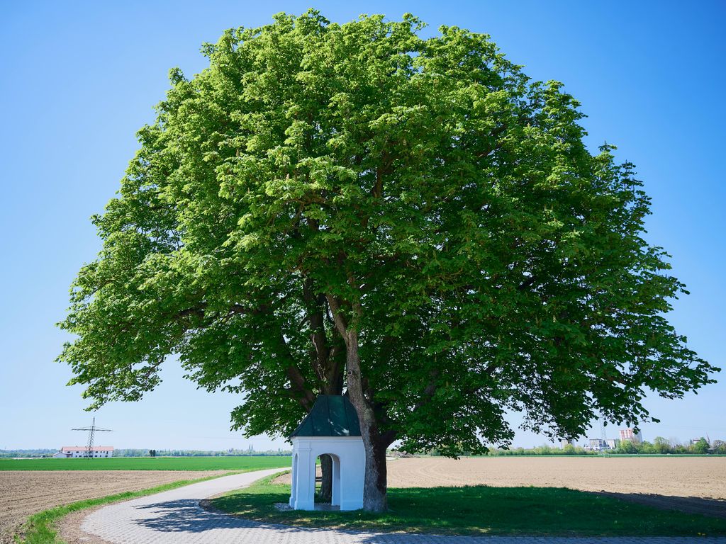 Zufahrt mit großem Baum und Kapelle