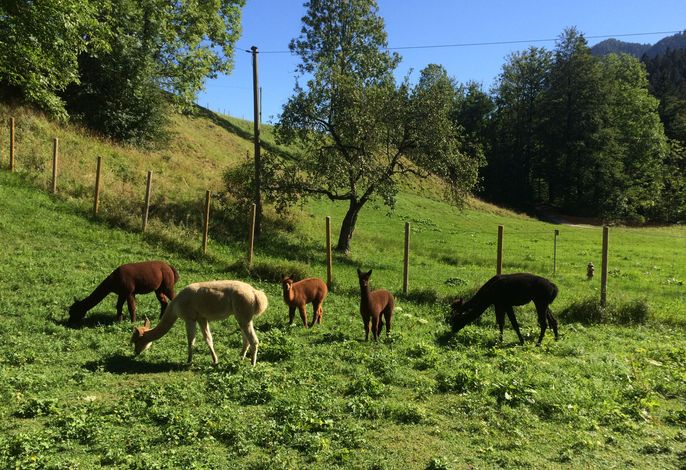 Alpaka-Hof Landinger – Foto 4