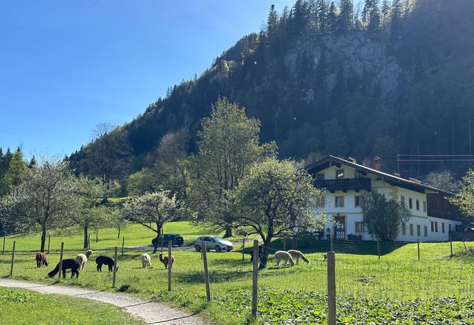 Alpaka-Hof Landinger
