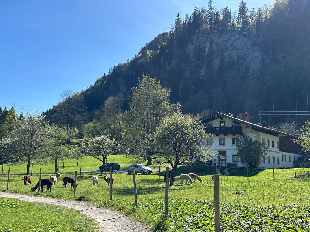 Alpaka-Hof Landinger