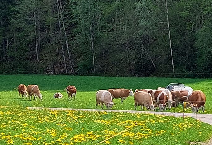Ferienwohnungen Haus Wiesenblick