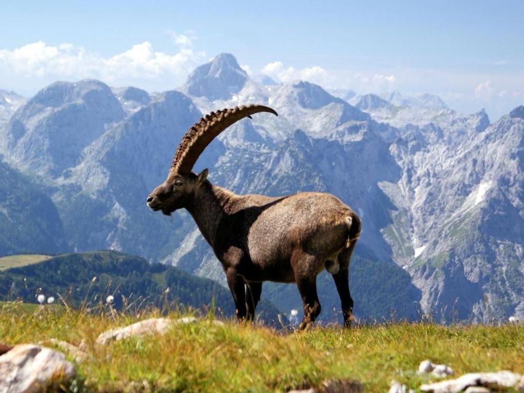 Natur