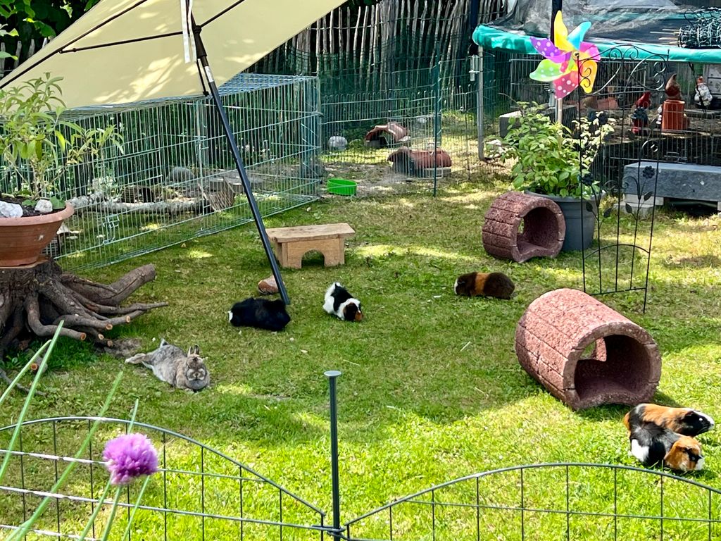 Meerschweinchen Freigehege