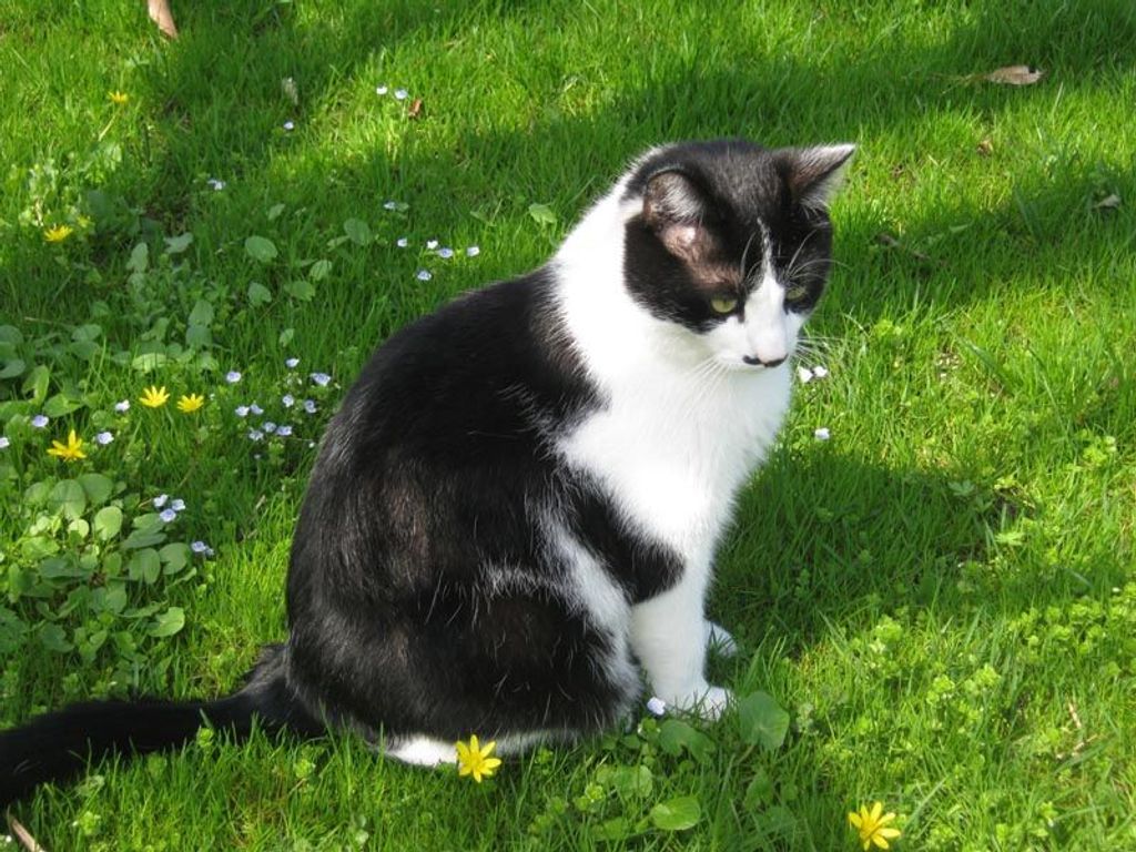 Kater Charlie
