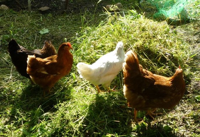 Gästehaus Eckau Ferienwohnungen – Foto 4