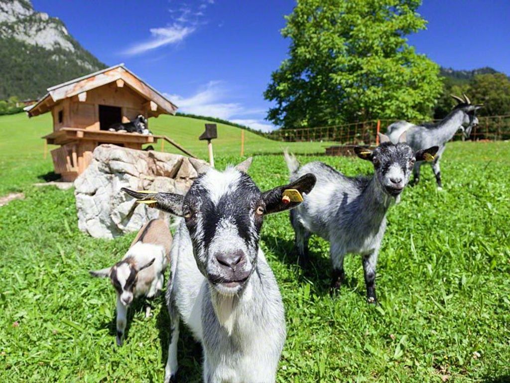 Scheffaulehen Ferienwohnungen