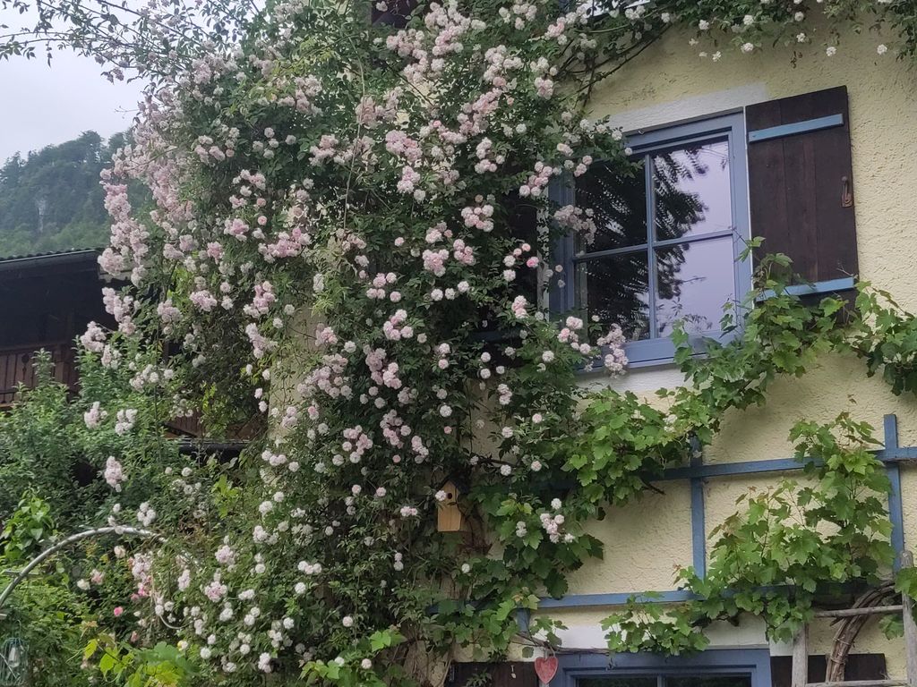 Haus mit Rose