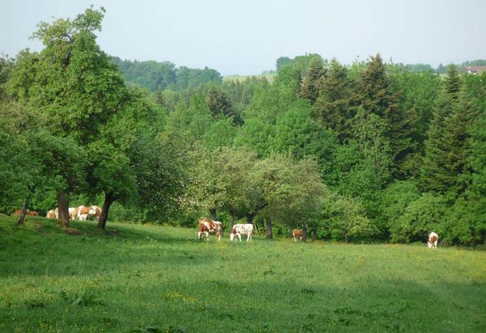 Ringerhof – Foto 2
