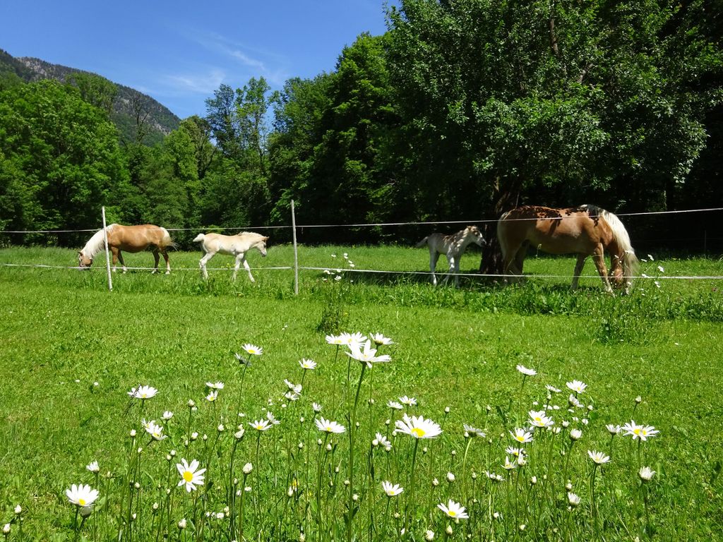 Haflinger auf der Weide