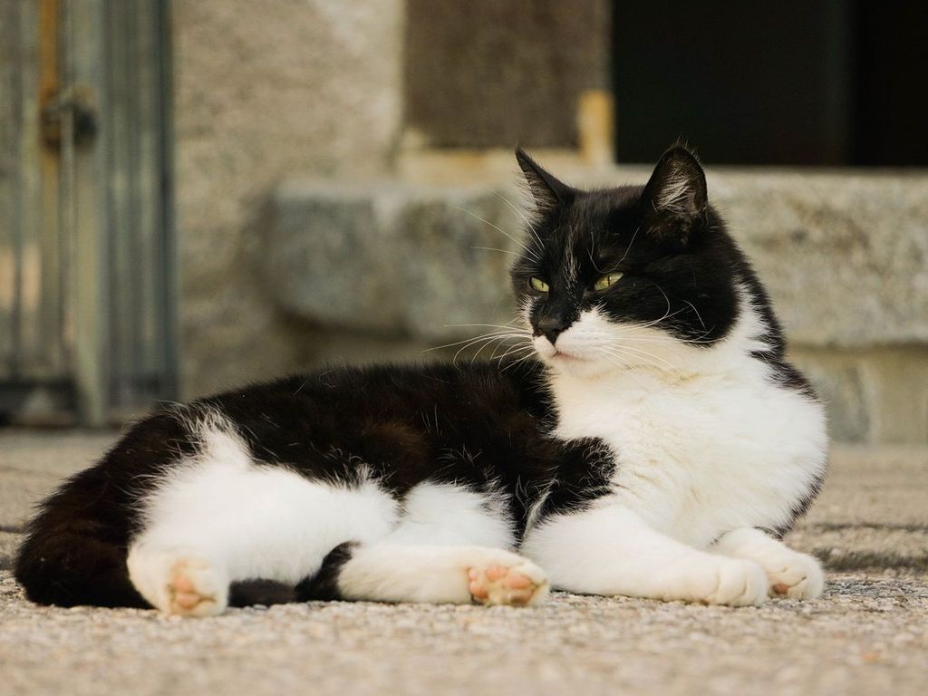 Unser Felix