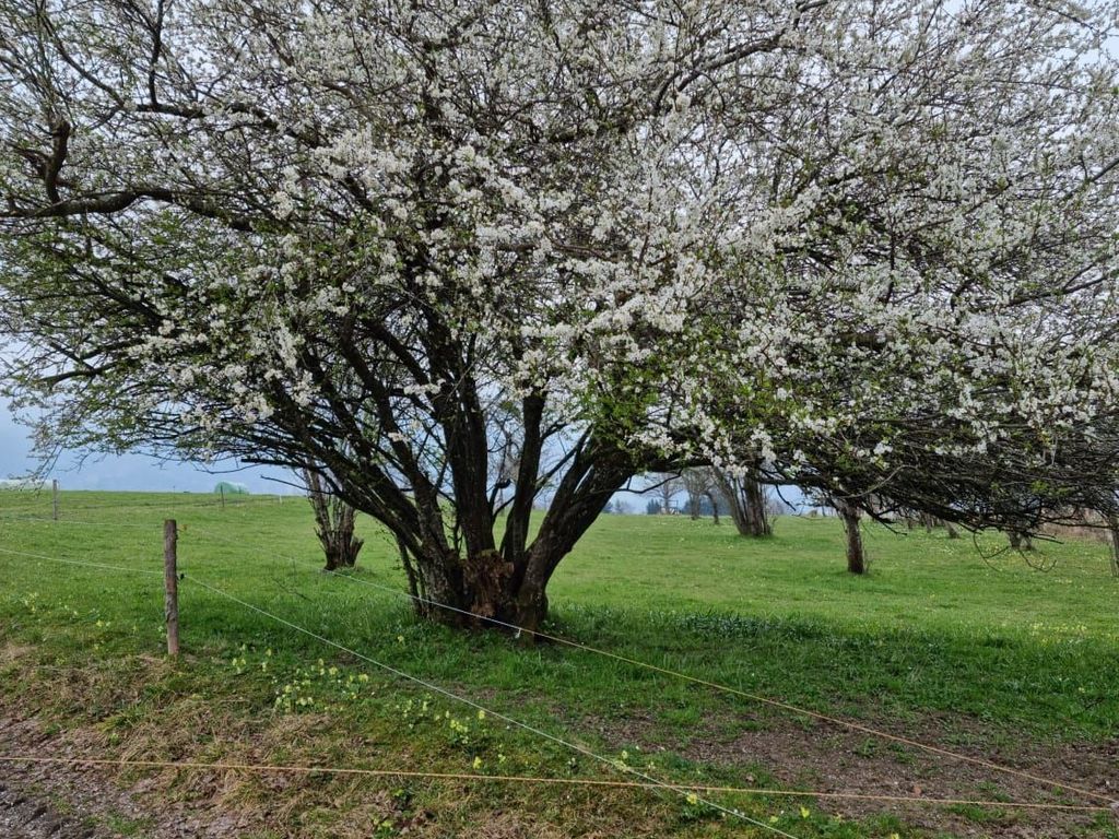 Rieplhof